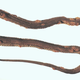 Una desafortunada serpiente llena de costras y ampollas ocasionadas por la infección fúngica. (Imagen: USGS National Wildlife Health Center/D.E. Green)